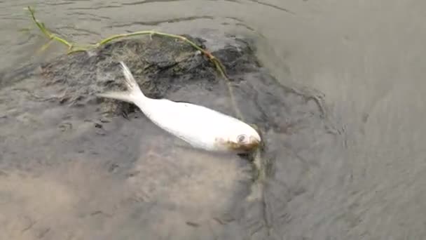 一条白鱼和一根长长的绿色手杖在河中央的岩石上 — 图库视频影像
