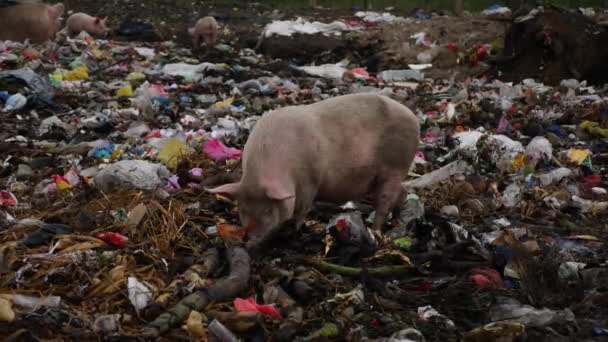 Ένας Χοίρος Τρώει Garbages Άλλα Garbages Τρώει Garbages Στο Παρασκήνιο — Αρχείο Βίντεο