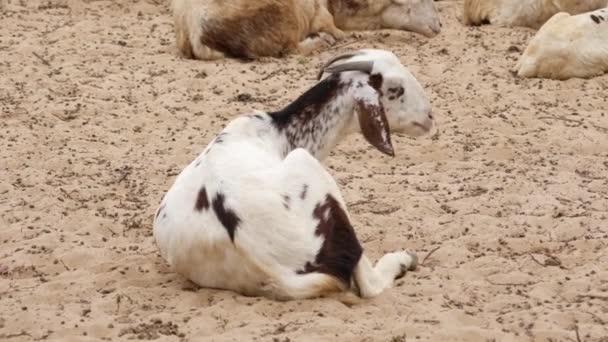 Une Chèvre Assise Sur Sandy Change Position Pour Allonger — Video