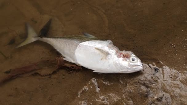 Pół Ciała Skale Pół Rzece Białej Ryby Leży Martwa Ranna — Wideo stockowe