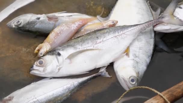七条鱼死在河中央的一块大石头上 — 图库视频影像