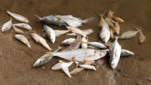 Vierunddreißig Weiße Tote Fische Liegen Leblos Auf Einem Schlamm — Stockvideo