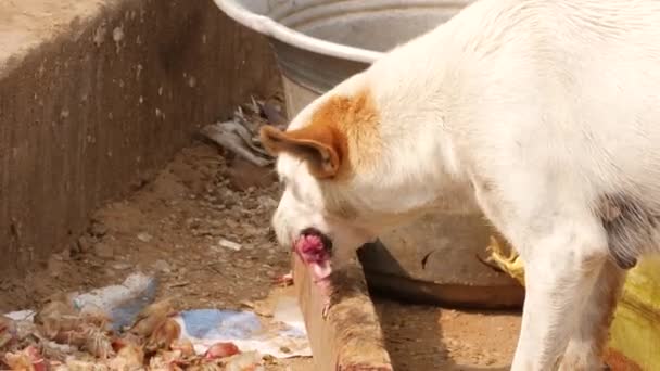 Een Witte Vette Lokale Straathond Eet Een Zeer Sterk Bot — Stockvideo