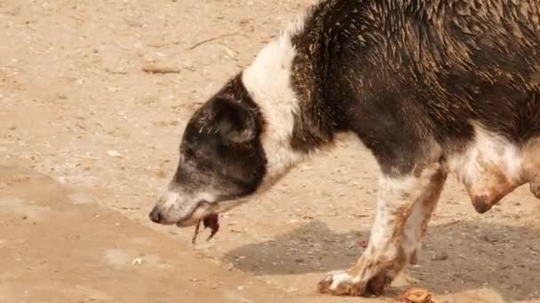 脂肪質の汚れた地元の通りの犬が食べ物を噛む口の中 — ストック動画