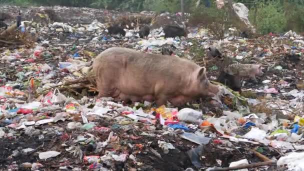 猪吃着垃圾 鸟儿在它们上面飞翔 仰卧在它们的背上 — 图库视频影像
