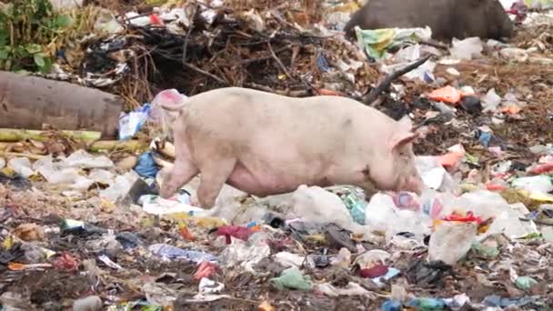 Filmik Żywo Świnią Szukającą Pożywienia Miejscu Usuwania Śmieci — Wideo stockowe