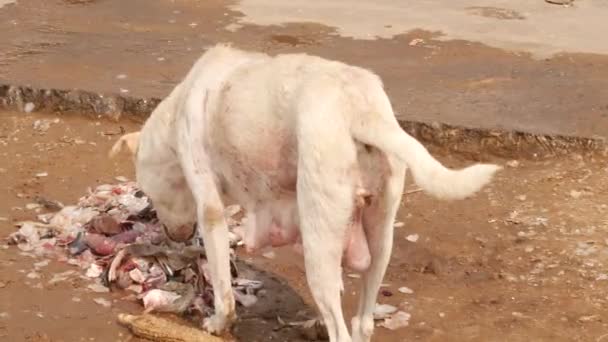 Ένας Λευκός Σκύλος Που Έτρωγε Απομεινάρια Ενός Ψαριού Ένας Μαύρος — Αρχείο Βίντεο