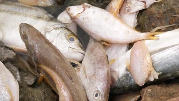 Mnoho Druhů Ryb Ležících Bez Života Velké Skále Uprostřed Řeky — Stock video
