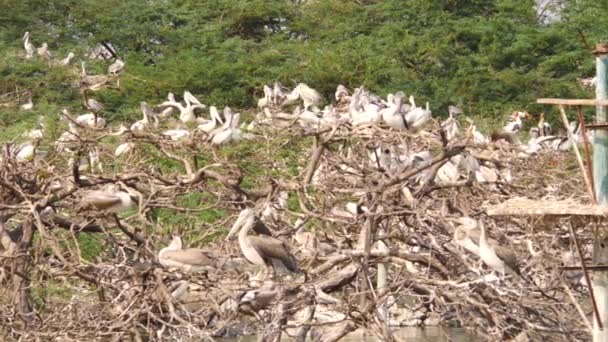 Mikrosnímek Bílého Stáda Ptáků Ciconiiformes Sedících Větvích Stromů — Stock video
