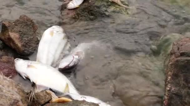 横の川の岩の中に横たわる魚たち — ストック動画