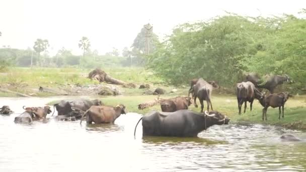 Bufalolar Suda Yürüyor Bazıları Dışarıda Otlarla Besleniyor — Stok video