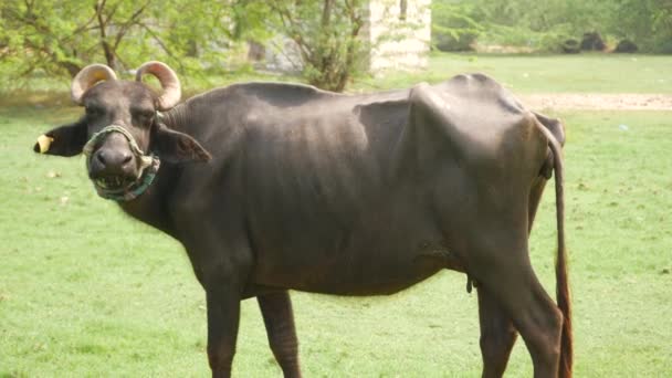在一个广阔的田野里看到一只巨大的水牛 — 图库视频影像
