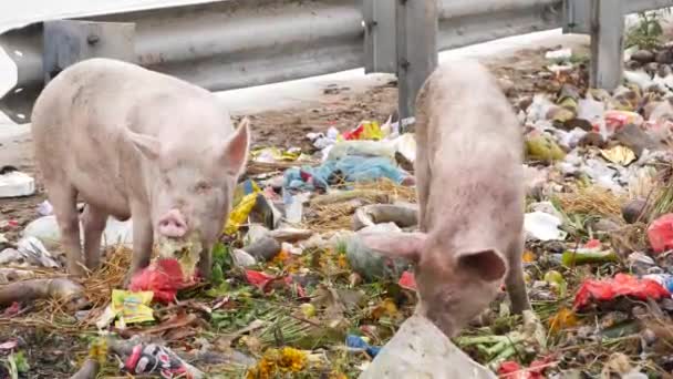 Three Dirty Pigs Feeding Garbage — Stock Video