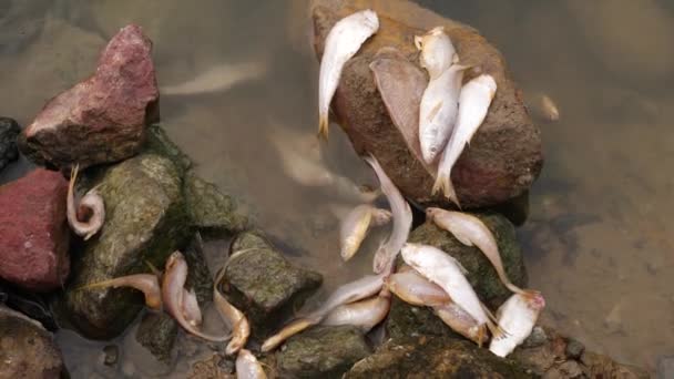 许多死了的鱼 一条几乎可爱的鱼躺在河里的岩石中间 — 图库视频影像