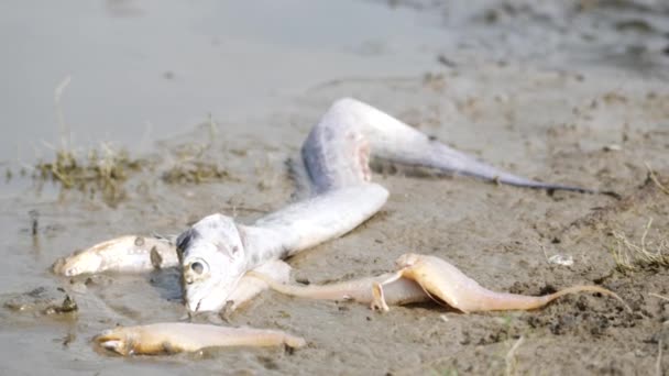 河岸の泥の上に死んでいく長い白身魚や小魚 — ストック動画
