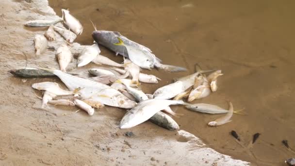 许多死亡的罗非鱼和鲶鱼毫无生气地躺在沙滩上 — 图库视频影像
