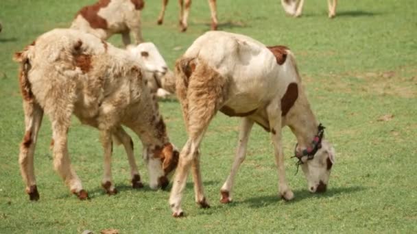 Two White Goats Brown Spots Feeding Grass — Stock Video