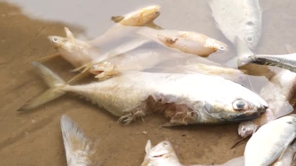 被躺在水里的小鱼包围的受伤的大鱼 — 图库视频影像