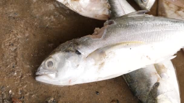 一条受伤和死亡的白鱼躺在另一条鱼身上 — 图库视频影像