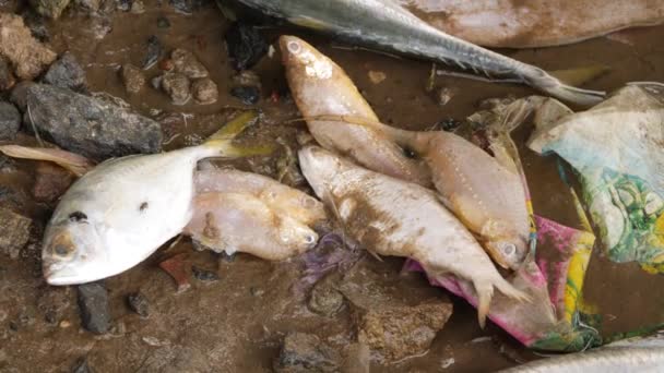 Acht Weiße Tote Tilapia Fische Liegen Leblos Auf Einem Schlamm — Stockvideo