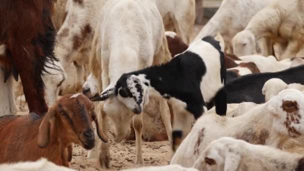 Canlı Yayında Iki Keçi Kafalarıyla Kavga Ediyor Keçiler Etraflarını Çeviriyor — Stok video