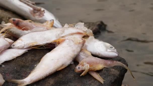川の真ん中の乾燥した岩の上に横たわる死んだ魚のさまざまな品種 — ストック動画