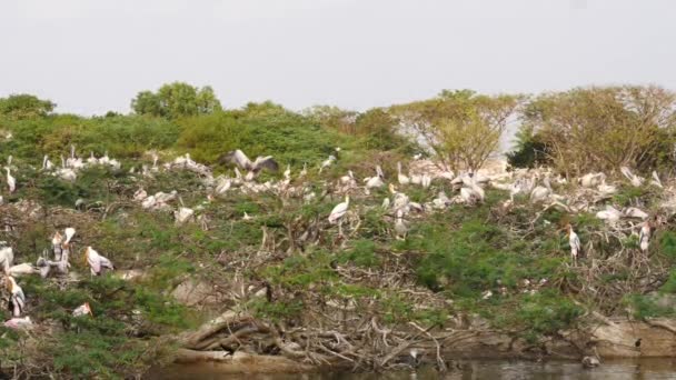 Vista Aves Ciconiiformes Migratorias Sentadas Ramas Árboles Orillas Del Río — Vídeos de Stock