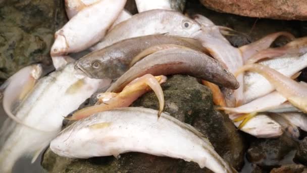 Nehirdeki Kayaların Üzerinde Cansız Yatan Farklı Ölü Balık Türleri — Stok video