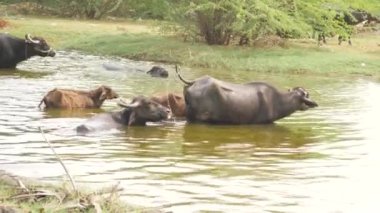 Bufalolar ve koçlar sığ bir nehirde yüzüyor.