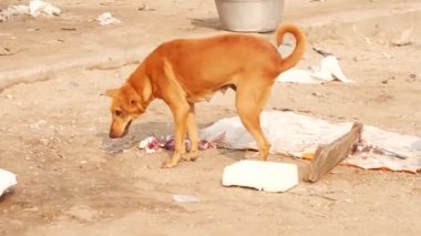 Yerel bir sokak köpeği bacaklarını tırmalıyor ve koşuyor.