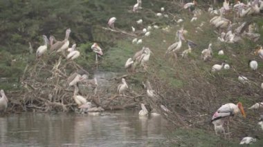 Göçmen Ciconiiformes kuşlar ağaç dallarında oturuyor
