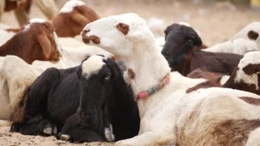 Keçiler birlikte oturup yemek çiğniyor.