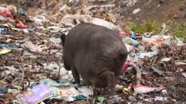 Çöpte yiyecek bulmaya çalışan siyah bir domuzun 4k canlı videosu.
