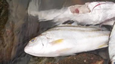 Üç büyük cansız balık, biri nehrin ortasındaki bir kayanın üzerinde ölü yatıyordu.