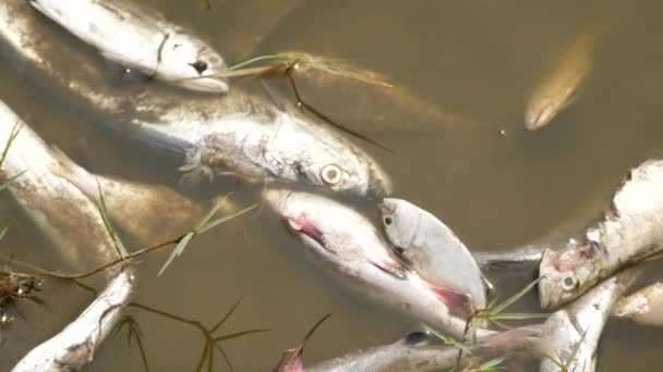 汚れた川の中に死んでいく魚と同じ種類の魚 — ストック動画