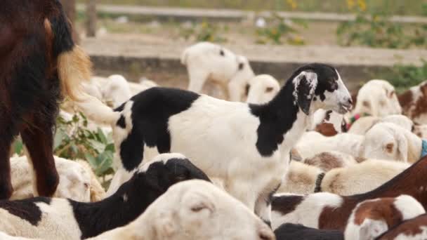 Goats Packed Together Standing Some Chewing Food — Stock Video