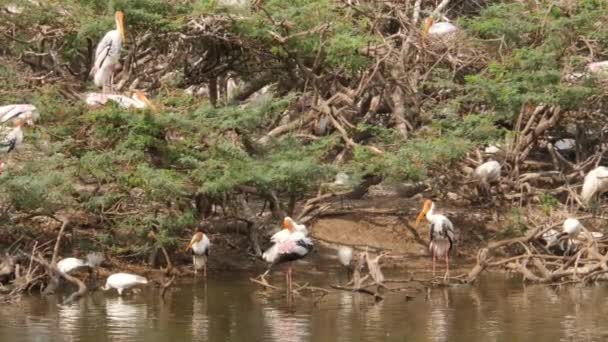 Ciconiiformes Aves Con Pico Amarillo Agua Potable — Vídeos de Stock
