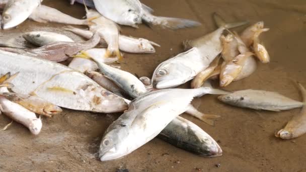 Zelfde Soort Vissen Die Levenloos Een Modder Liggen — Stockvideo