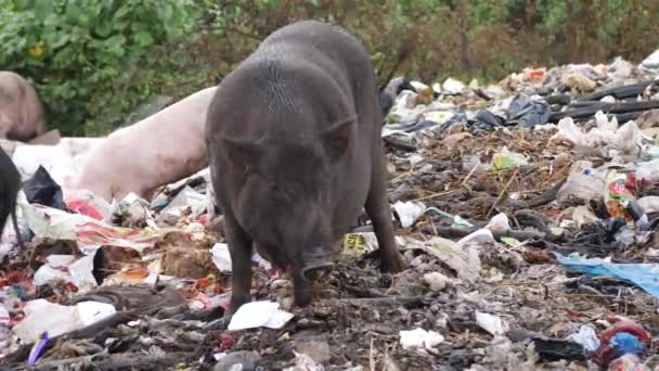Acercado Video Vivo Cerdo Negro Tratando Comer Basura Otros Cerdos — Vídeo de stock
