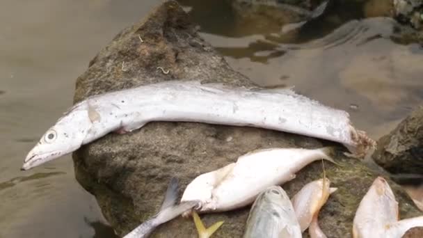 川の岩の上に死んだ魚のひどい負傷者と死んだウナギの魚 — ストック動画