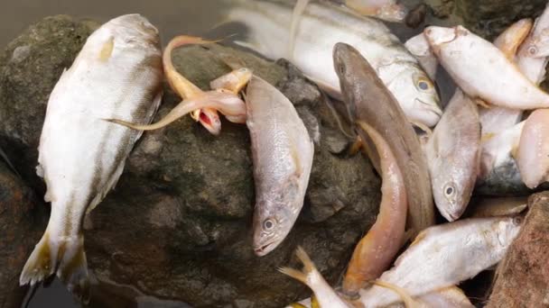 Ryby Leżące Martwe Dużej Skale Środku Rzeki — Wideo stockowe