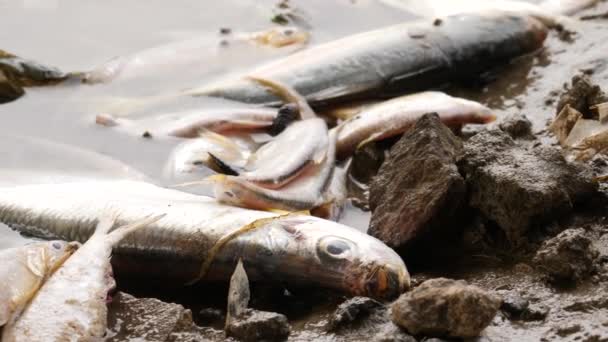 Ryby Leżące Martwe Błotnistej Powierzchni Bagnisty Obszar — Wideo stockowe