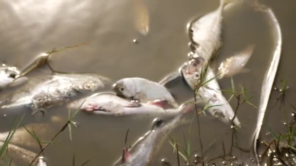 汚れた川に浮かぶ多くの死者と負傷した魚 — ストック動画