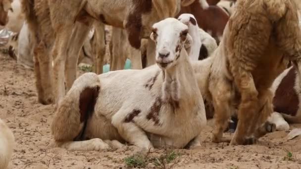 Koza Siedzi Piaszczystej Ziemi Nią Więcej Kóz — Wideo stockowe