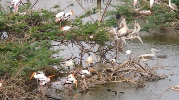 Выстрел Цикониеобразных Птиц Сидящих Ветвях Деревьев Центре Воды — стоковое видео