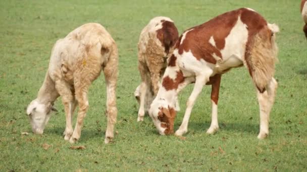 Live Video Three Goats Feeding Grass — Stock Video