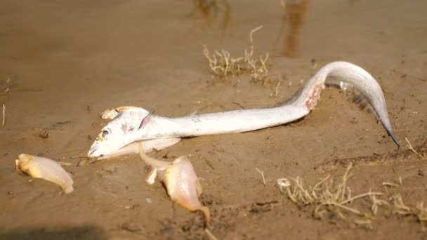 砂の上に一生寝そべっている長い魚のウナギや他の魚の品種 — ストック動画