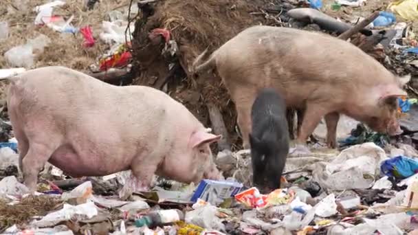 在垃圾填埋场吃垃圾的猪 — 图库视频影像