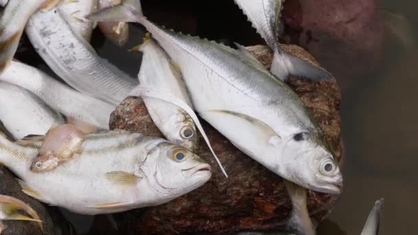 Muitas Espécies Peixes Que Põem Sem Vida Uma Grande Rocha — Vídeo de Stock