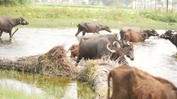 Buffalo Piedi Fiume Che Tronco Bosco Esso — Video Stock